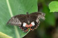 naturalcharms-fotografie-natuurfotografie-vlindertuin-havelte-scarlet mormon Papilio deiphobus rumanzovia-4330