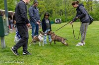 naturalcharms-fotografie-Nederlandse bullterrier club-clubmatch dr. cohen memorial trophy-N.B.T.C.-2023-14