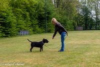 naturalcharms-fotografie-Nederlandse bullterrier club-clubmatch dr. cohen memorial trophy-N.B.T.C.-2023-18