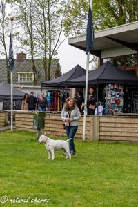 naturalcharms-fotografie-Nederlandse bullterrier club-clubmatch dr. cohen memorial trophy-N.B.T.C.-2023-26