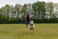 naturalcharms-fotografie-Nederlandse bullterrier club-clubmatch dr. cohen memorial trophy-N.B.T.C.-2023-9