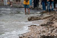 naturalcharms-fotografie-uitzetting zeehonden-zeehondenopvang-eemsdelta-2019-3900