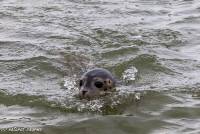 naturalcharms-fotografie-uitzetting zeehonden-zeehondenopvang-eemsdelta-2019-3912