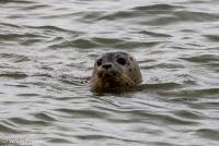 naturalcharms-fotografie-uitzetting zeehonden-zeehondenopvang-eemsdelta-2019-3921