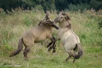 naturalcharms-fotografie-natuur-natuurfotografie-nederland-oostvaardersplassen-paarden-wilde paarden-konikpaarden-10