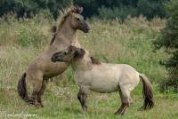naturalcharms-fotografie-natuur-natuurfotografie-nederland-oostvaardersplassen-paarden-wilde paarden-konikpaarden-12