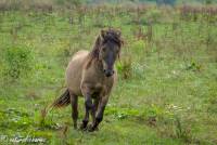 naturalcharms-fotografie-natuur-natuurfotografie-nederland-oostvaardersplassen-paarden-wilde paarden-konikpaarden-18