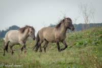 naturalcharms-fotografie-natuur-natuurfotografie-nederland-oostvaardersplassen-paarden-wilde paarden-konikpaarden-32