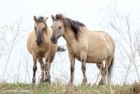 naturalcharms-fotografie-natuur-natuurfotografie-nederland-oostvaardersplassen-paarden-wilde paarden-konikpaarden-33