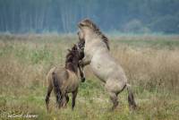 naturalcharms-fotografie-natuur-natuurfotografie-nederland-oostvaardersplassen-paarden-wilde paarden-konikpaarden-34
