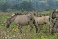naturalcharms-fotografie-natuur-natuurfotografie-nederland-oostvaardersplassen-paarden-wilde paarden-konikpaarden-38