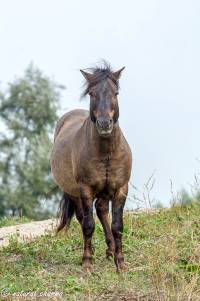 naturalcharms-fotografie-natuur-natuurfotografie-nederland-oostvaardersplassen-paarden-wilde paarden-konikpaarden-5