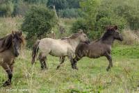 naturalcharms-fotografie-natuur-natuurfotografie-nederland-oostvaardersplassen-paarden-wilde paarden-konikpaarden-7