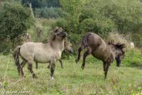 naturalcharms-fotografie-natuur-natuurfotografie-nederland-oostvaardersplassen-paarden-wilde paarden-konikpaarden-8