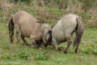 naturalcharms-fotografie-natuur-natuurfotografie-nederland-oostvaardersplassen-paarden-wilde paarden-konikpaarden-9