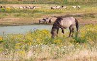 naturalcharms-fotografie-natuur-nederland-wilde paarden-konikspaard-1