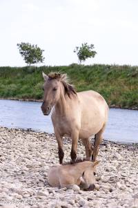 naturalcharms-fotografie-natuur-nederland-wilde paarden-konikspaard-12
