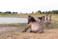 naturalcharms-fotografie-natuur-nederland-wilde paarden-konikspaard-20