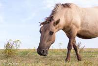 naturalcharms-fotografie-natuur-nederland-wilde paarden-konikspaard-28