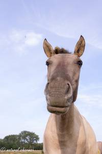 naturalcharms-fotografie-natuur-nederland-wilde paarden-konikspaard-33