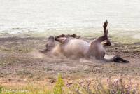 naturalcharms-fotografie-natuur-nederland-wilde paarden-konikspaard-41