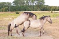 naturalcharms-fotografie-natuur-nederland-wilde paarden-konikspaard-49