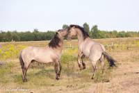 naturalcharms-fotografie-natuur-nederland-wilde paarden-konikspaard-55