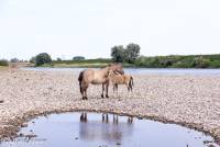 naturalcharms-fotografie-natuur-nederland-wilde paarden-konikspaard-9