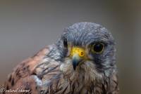 naturalcharms-fotografie-natuur-natuurfotografie-roofvogel-vogel-europese torenvalk-european kestrel-19