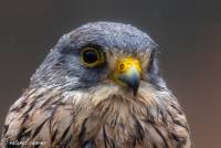 naturalcharms-fotografie-natuur-natuurfotografie-roofvogel-vogel-europese torenvalk-european kestrel-3