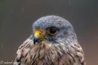 naturalcharms-fotografie-natuur-natuurfotografie-roofvogel-vogel-europese torenvalk-european kestrel-4