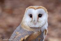 naturalcharms-fotografie-natuur-natuurfotografie-roofvogel-vogel-kerkuil-screech owl-1