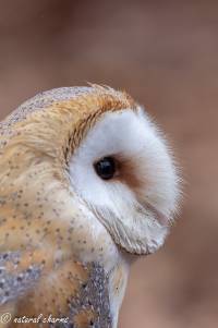 naturalcharms-fotografie-natuur-natuurfotografie-roofvogel-vogel-kerkuil-screech owl-2