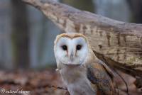 naturalcharms-fotografie-natuur-natuurfotografie-roofvogel-vogel-kerkuil-screech owl-5