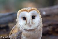 naturalcharms-fotografie-natuur-natuurfotografie-roofvogel-vogel-kerkuil-screech owl-8