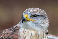 naturalcharms-fotografie-natuur-natuurfotografie-roofvogel-vogel-koningsbuizerd-king buzzard-16