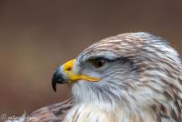 naturalcharms-fotografie-natuur-natuurfotografie-roofvogel-vogel-koningsbuizerd-king buzzard-17