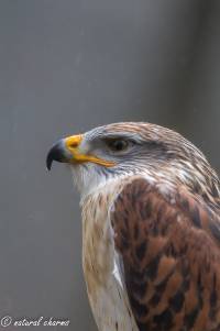 naturalcharms-fotografie-natuur-natuurfotografie-roofvogel-vogel-koningsbuizerd-king buzzard-3