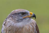 naturalcharms-fotografie-natuur-natuurfotografie-roofvogel-vogel-koningsbuizerd-king buzzard-5