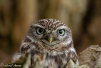 naturalcharms-fotografie-natuur-natuurfotografie-roofvogel-vogel-steenuil-screech owl-17