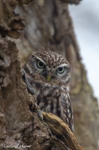 naturalcharms-fotografie-natuur-natuurfotografie-roofvogel-vogel-steenuil-screech owl-22