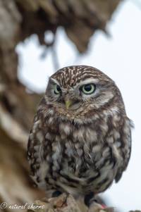 naturalcharms-fotografie-natuur-natuurfotografie-roofvogel-vogel-steenuil-screech owl-8