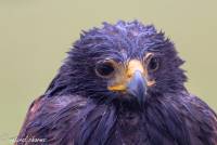 naturalcharms-fotografie-natuur-vogel-amerikaanse woestijnbuizerd-american harris hawk-12