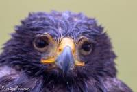 naturalcharms-fotografie-natuur-vogel-amerikaanse woestijnbuizerd-american harris hawk-13