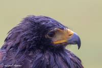 naturalcharms-fotografie-natuur-vogel-amerikaanse woestijnbuizerd-american harris hawk-9