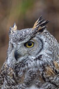 naturalcharms-fotografie-natuur-vogel-canadese oehoe-bubu bubo-canadian owl-10