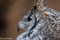 naturalcharms-fotografie-natuur-vogel-canadese oehoe-bubu bubo-canadian owl-18