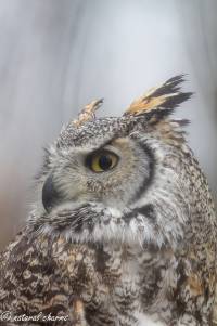 naturalcharms-fotografie-natuur-vogel-canadese oehoe-bubu bubo-canadian owl-5