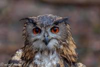 naturalcharms-fotografie-natuur-vogel-europese oehoe-european eagle owl-15