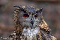 naturalcharms-fotografie-natuur-vogel-europese oehoe-european eagle owl-17